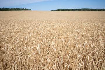 ripe ears of wheat large field