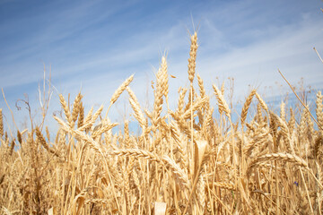 ripe ears of wheat large field