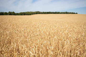 ripe ears of wheat large field