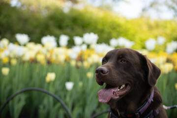 Chocolate Lab in a Flower Garden. A happy Chocolate Labrador enjoying a sunny day in a flower...