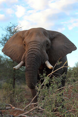 Afrikanischer Elefant / African elephant / Loxodonta africana