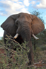 Afrikanischer Elefant / African elephant / Loxodonta africana
