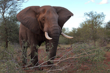 Fototapeta premium Afrikanischer Elefant / African elephant / Loxodonta africana