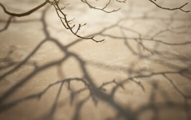 Sepia-toned shadows of delicate tree branches cast on a smooth surface.