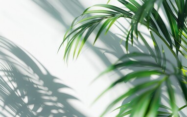 Soft focus of a palm leaf shadow on a white background.