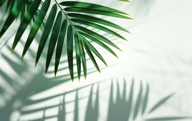 Soft focus of a palm leaf shadow on a white background.