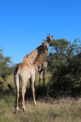 Giraffe / Giraffe / Giraffa camelopardalis