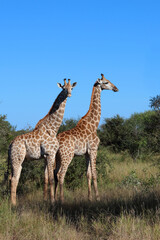 Giraffe / Giraffe / Giraffa camelopardalis
