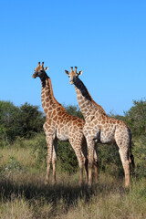 Giraffe / Giraffe / Giraffa camelopardalis