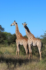 Giraffe / Giraffe / Giraffa camelopardalis