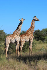 Giraffe / Giraffe / Giraffa camelopardalis