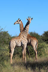 Giraffe / Giraffe / Giraffa camelopardalis