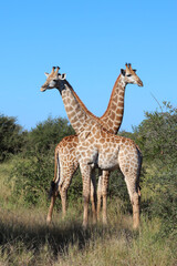 Giraffe / Giraffe / Giraffa camelopardalis