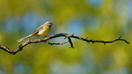 une bergeronnette des ruisseaux sur une branche au dessus d'un lac avec un arrière plan lointain