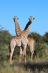 Giraffe / Giraffe / Giraffa camelopardalis