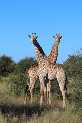 Giraffe / Giraffe / Giraffa camelopardalis