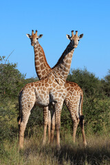 Fototapeta premium Giraffe / Giraffe / Giraffa camelopardalis
