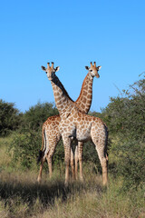 Giraffe / Giraffe / Giraffa camelopardalis