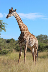 Giraffe / Giraffe / Giraffa camelopardalis