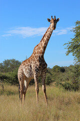 Giraffe / Giraffe / Giraffa camelopardalis