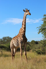 Giraffe / Giraffe / Giraffa camelopardalis