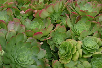 close up of succulents