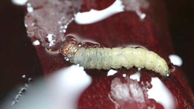 Borer larva (Cydia araucariae) of the pine nut fruit of Araucaria angustifolia
