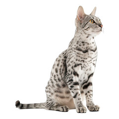 Naklejka premium Egyptian Mau Cat isolated on transparent png background. Generative ai