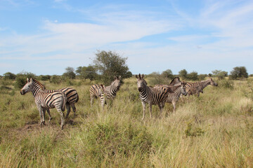 Obraz premium Steppenzebra / Burchell's zebra / Equus quagga burchellii