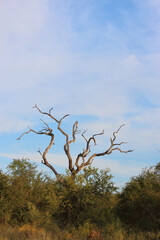 Afrikanischer Busch - Krügerpark - Südafrika / African Bush - Kruger Park - South Africa /