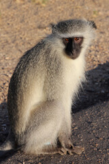 Grüne Meerkatze / Vervet monkey / Cercopithecus aethiops .