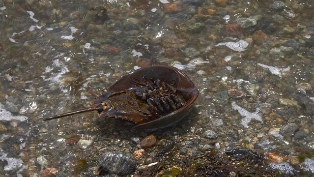 Atlantic horseshoe crab is caught amidst the splash of waves on a rocky beach seemingly flipped onto its domed carapace