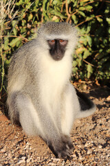 Grüne Meerkatze / Vervet monkey / Cercopithecus aethiops .