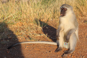 Grüne Meerkatze / Vervet monkey / Cercopithecus aethiops .