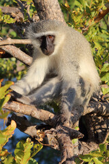 Grüne Meerkatze / Vervet monkey / Cercopithecus aethiops .