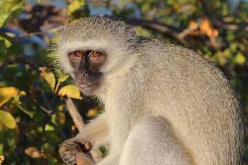 Grüne Meerkatze / Vervet monkey / Cercopithecus aethiops .