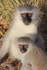 Grüne Meerkatze / Vervet monkey / Cercopithecus aethiops .
