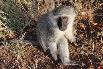 Grüne Meerkatze / Vervet monkey / Cercopithecus aethiops .