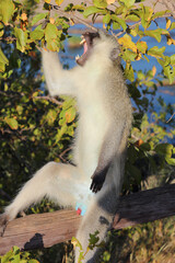 Grüne Meerkatze / Vervet monkey / Cercopithecus aethiops ...