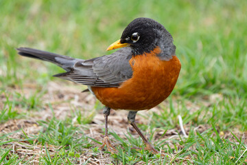 American Robin Portrait on Grassy Lawn
