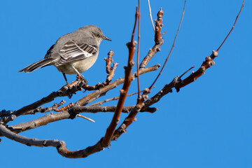 Northern Mockingbird Relaxes in Favorite Perch