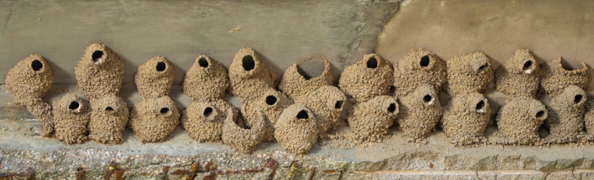 Panorama of Cliff Swallow Nests on a Bridge Overpass