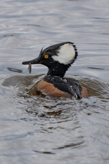 Hooded Merganser Duck with Fresh Caught Minnow