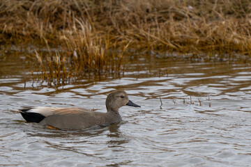 Nice Drake Gadwall Duck in Wetlands