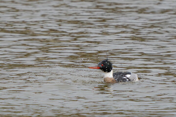 Red-Breasted Merganser Shakes off Water Droplets