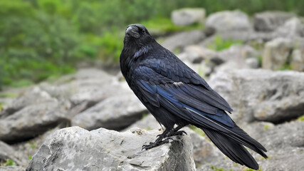 A Common Raven (Corvus Corax)