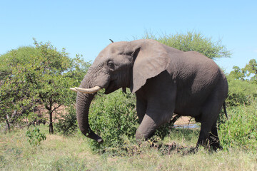 Afrikanischer Elefant / African elephant / Loxodonta africana