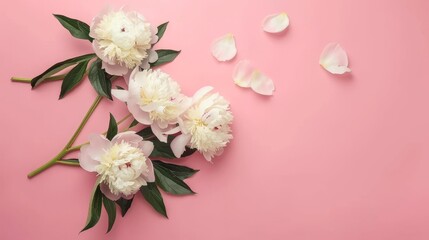 Generate a realistic photo featuring a bouquet of peonies on a pink background