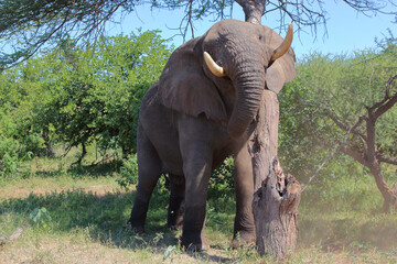 Afrikanischer Elefant / African elephant / Loxodonta africana
