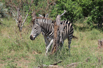 Steppenzebra / Burchell's zebra / Equus quagga burchellii